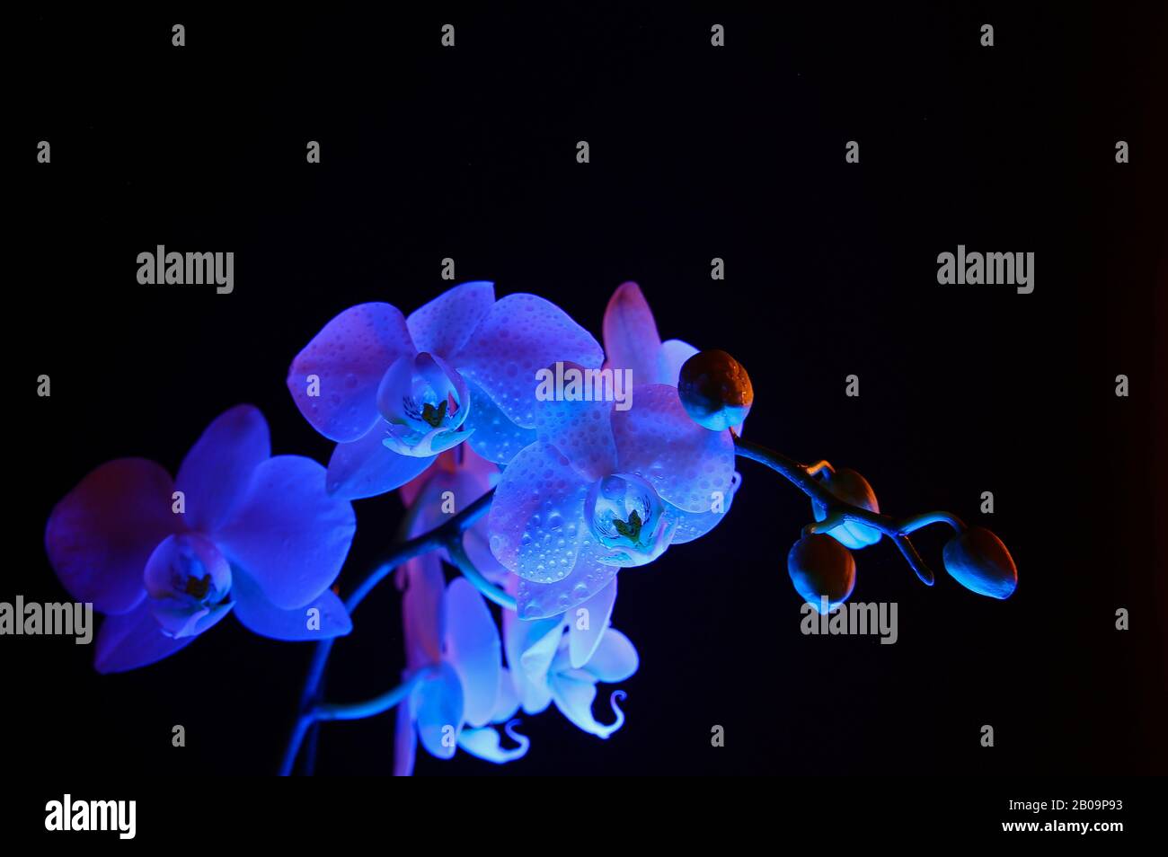 Studio gros plan de fleur d'orchidée blanche illuminée et isolée de bleu avec bourgeons, fond noir foncé Banque D'Images