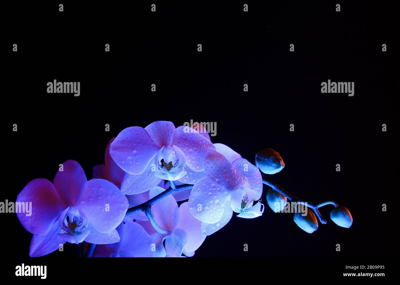 Studio gros plan de fleur d'orchidée blanche illuminée et isolée de bleu avec bourgeons, fond noir foncé Banque D'Images