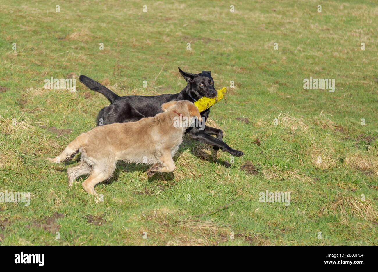 Chiens en jeu. Un jeune Golden Retriever joue avec un Labrador noir. Ils partagent un jouet factice golog. Banque D'Images