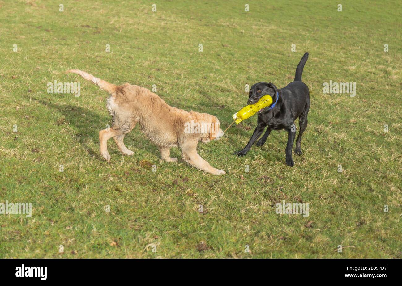 Chiens en jeu. Un jeune Golden Retriever joue avec un Labrador noir. Ils partagent un jouet factice golog. Banque D'Images