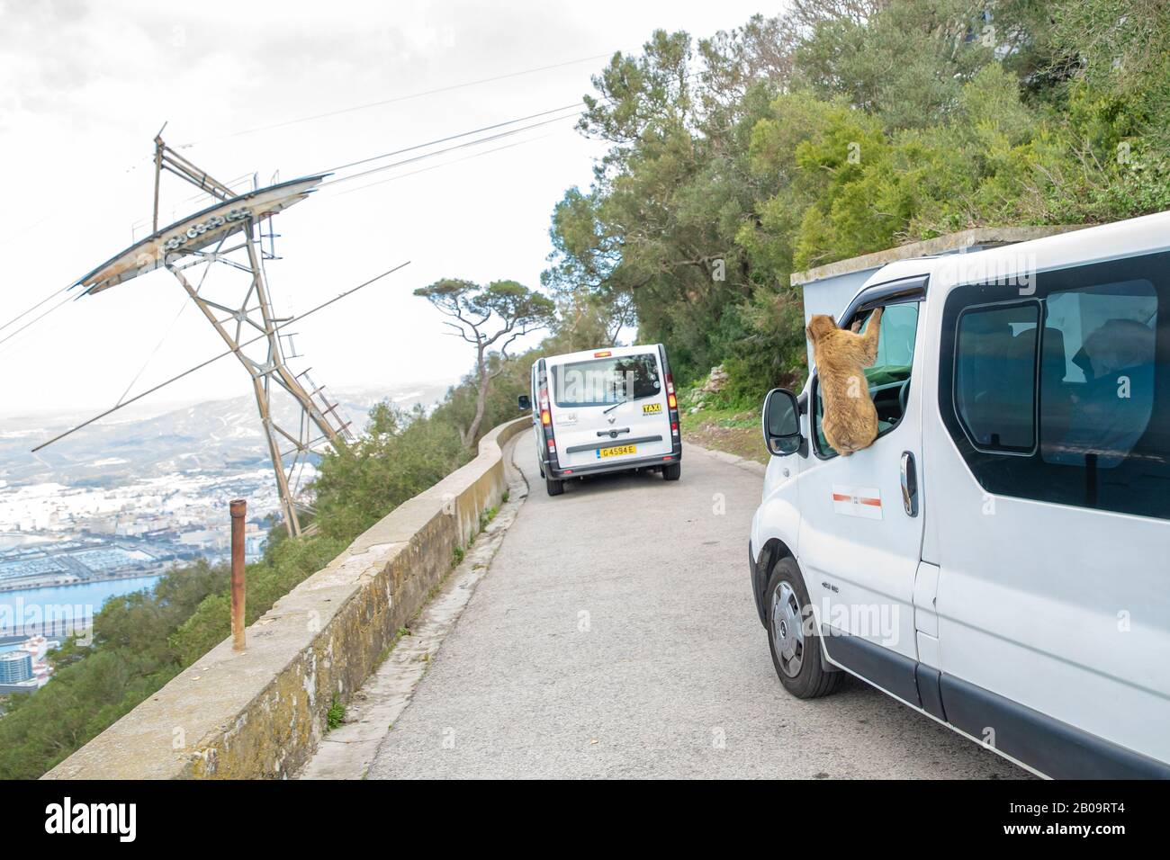 Singe accroché sur une fenêtre de taxi par une route circulaire dans la Réserve naturelle de Gibraltar Banque D'Images