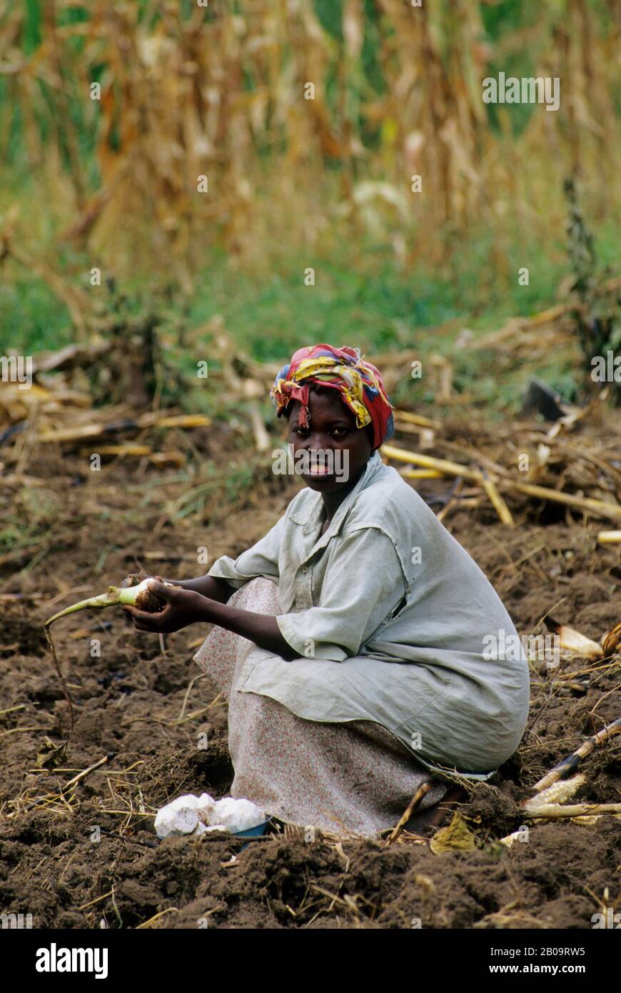 OUGANDA, PRÈS DE FORT PORTAL, FEMME TRAVAILLANT SUR LE TERRAIN Banque D'Images