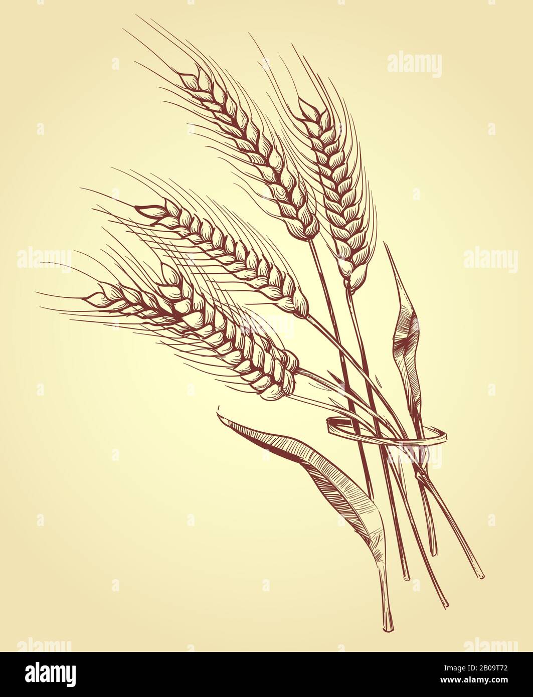 Oreilles de blé tracées à la main avec des grains, illustration vectorielle d'esquisse de boulangerie. Récolte de la karité de blé Illustration de Vecteur