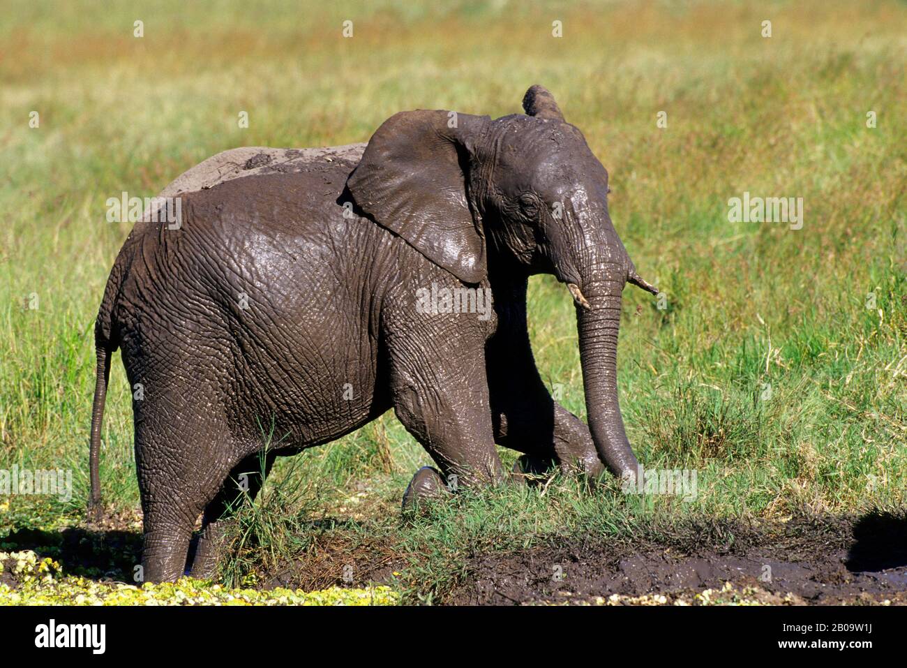 KENYA, MASAI MARA, ÉLÉPHANT RECOUVERT DE BOUE APRÈS AVOIR PRIS BATH Banque D'Images