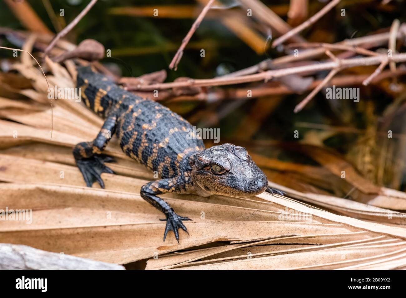 Un jeune alligator américain (Alligator missippiensis) écloserie sur une façade de palmier séchée dans la réserve naturelle nationale de l'île Merritt, en Floride, aux États-Unis Banque D'Images