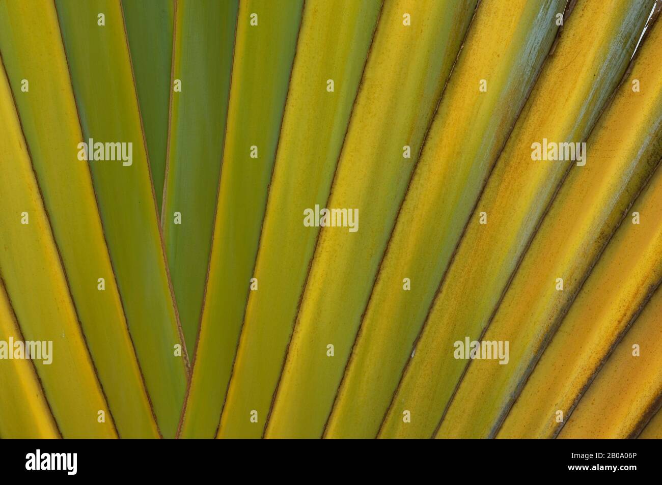 MALI, BAMAKO, VOYAGEUR PALM TREE, GROS PLAN Banque D'Images