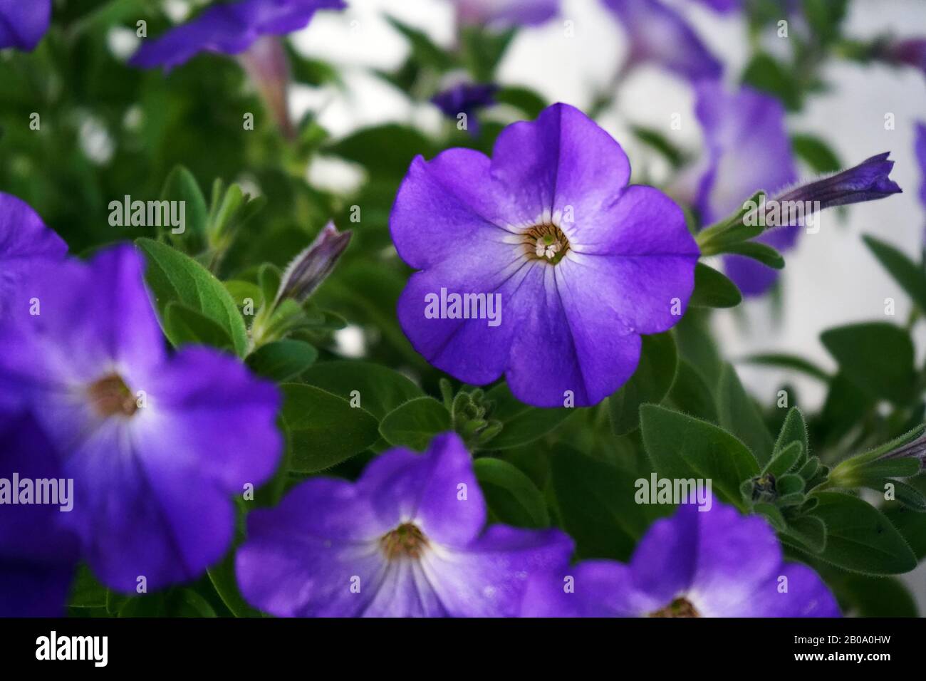 Close up of purple pétunia fleurs. Banque D'Images