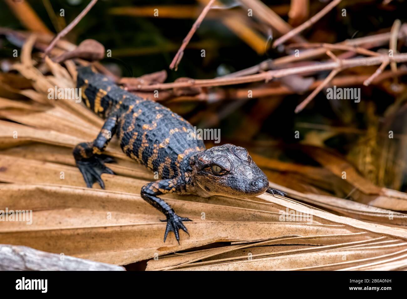 Un jeune alligator américain (Alligator missippiensis) écloserie sur une palmier séchée en Floride, aux États-Unis. Banque D'Images