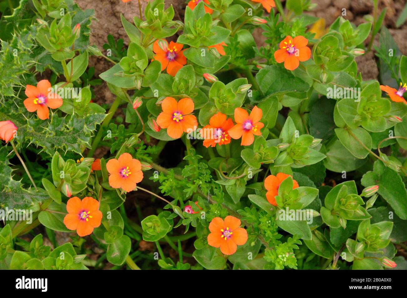 Scarlet Pimpernel,'Anagallis arvensis', bords de champ,cultivé,West Penwith,Cornwall, Royaume-Uni Banque D'Images
