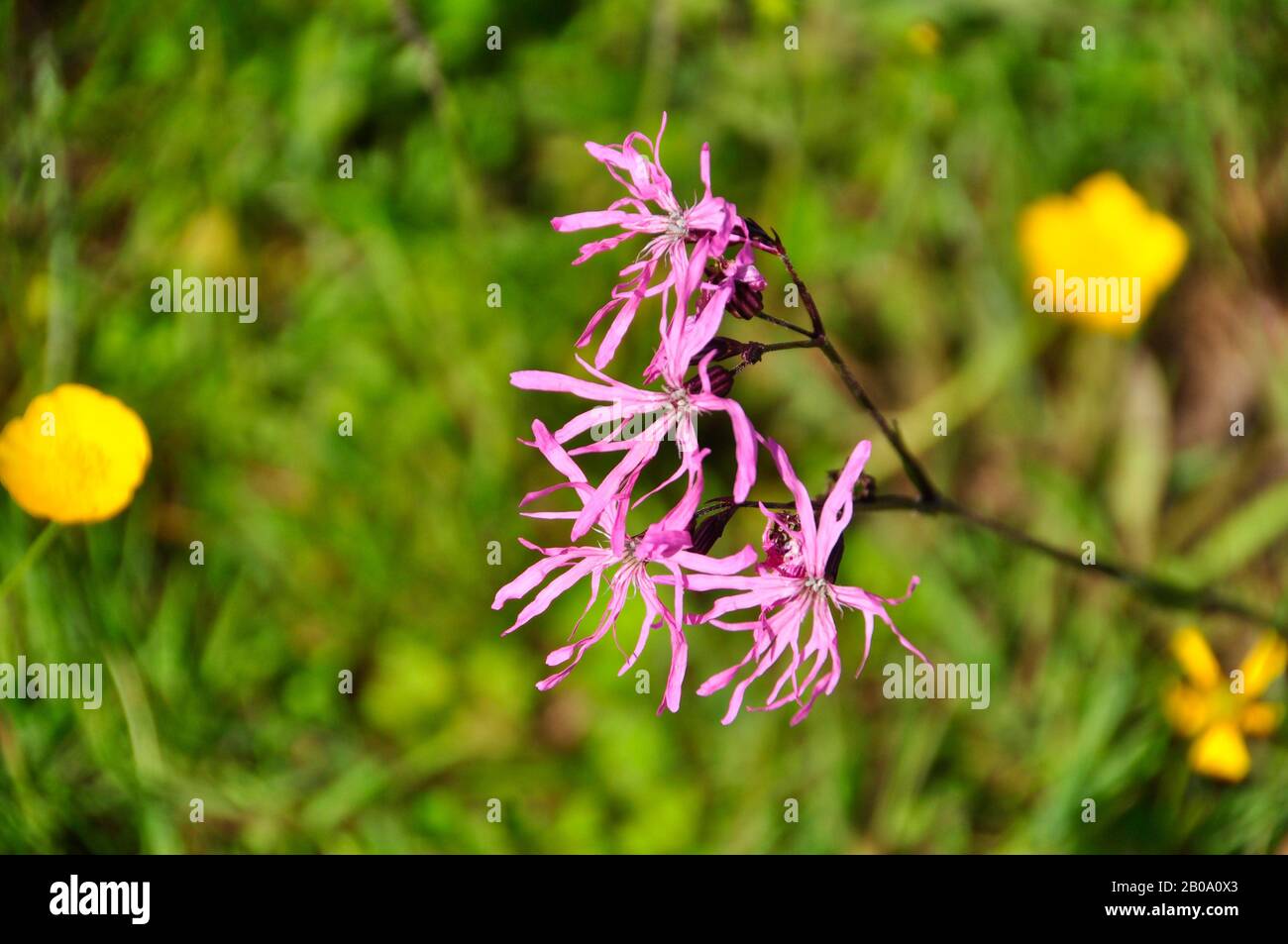 Robin, 'Lychnis flos-cucuculi', terre de marais, rouge, mai - juin,Cornwall,Royaume-Uni Banque D'Images