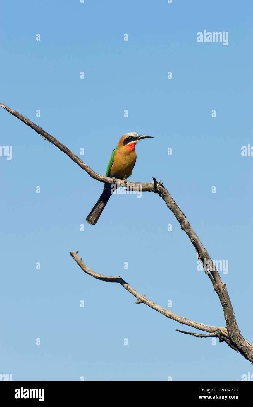 ZAMBIE, PRÈS DE LIVINGSTONE, PARC NATIONAL MOSI OA TUNYA, ABEILLE À FAÇADE BLANCHE Banque D'Images