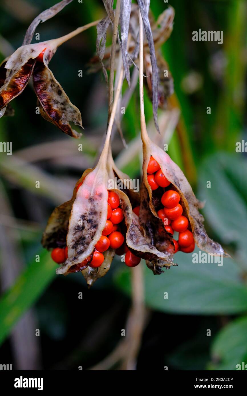 Gros plan sur les graines orange-rouge de l'iris En Strinking (Iris foetidissima) en février Banque D'Images