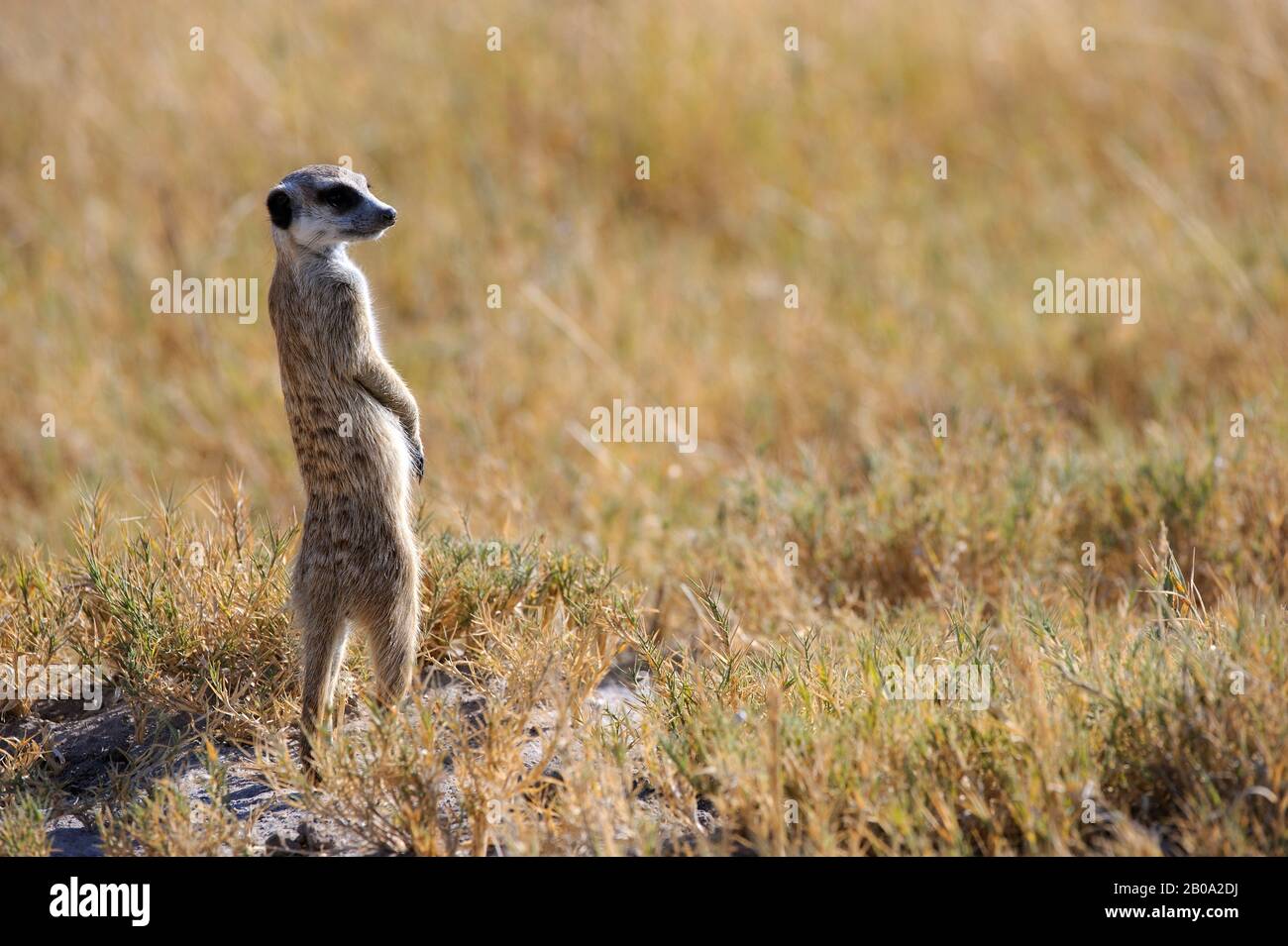 BOTSWANA, DÉSERT DE KALAHARI, MEERKAT À LA RECHERCHE DE PRÉDATEURS Banque D'Images