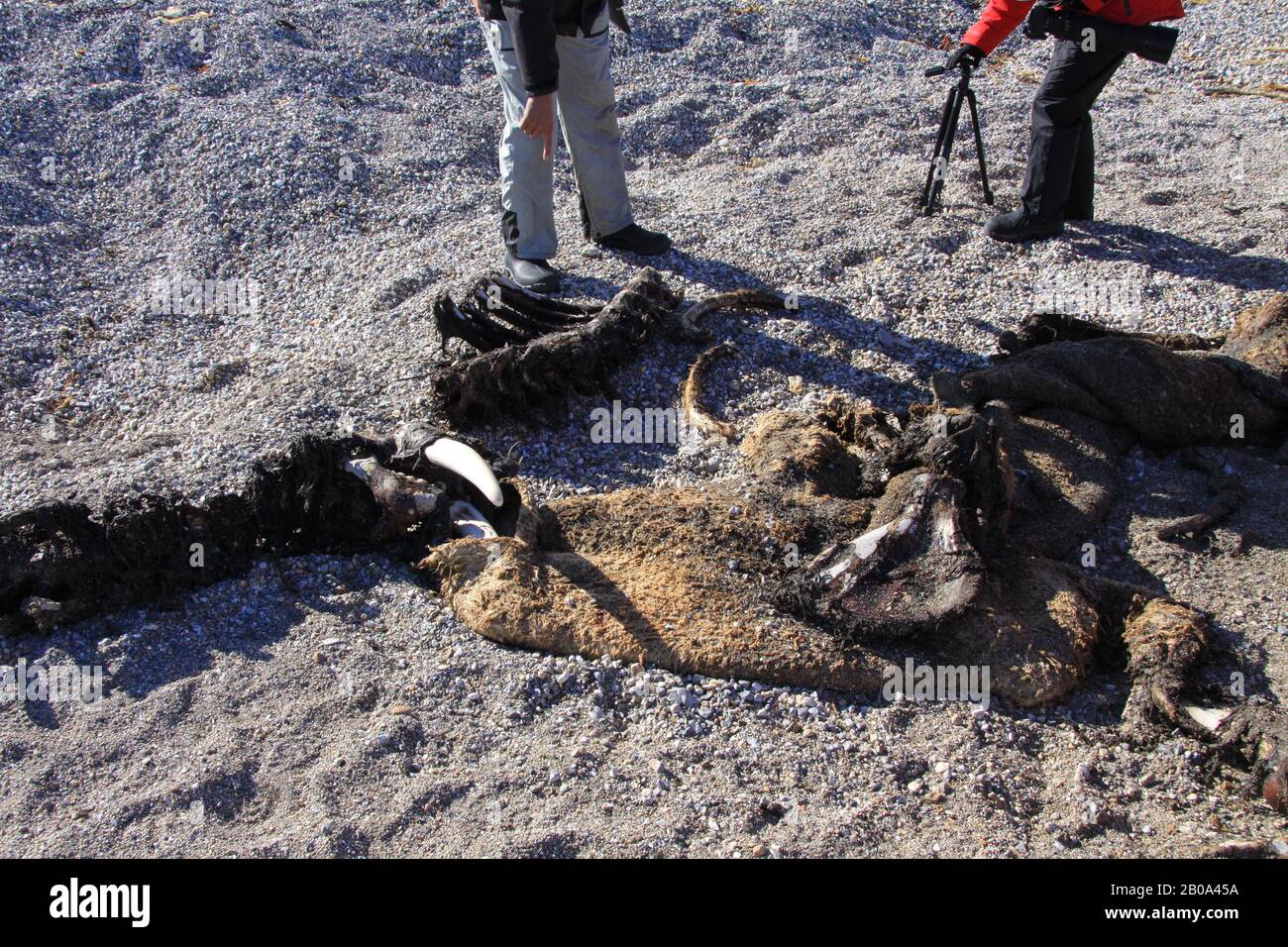 Morses de Svalbard Banque D'Images