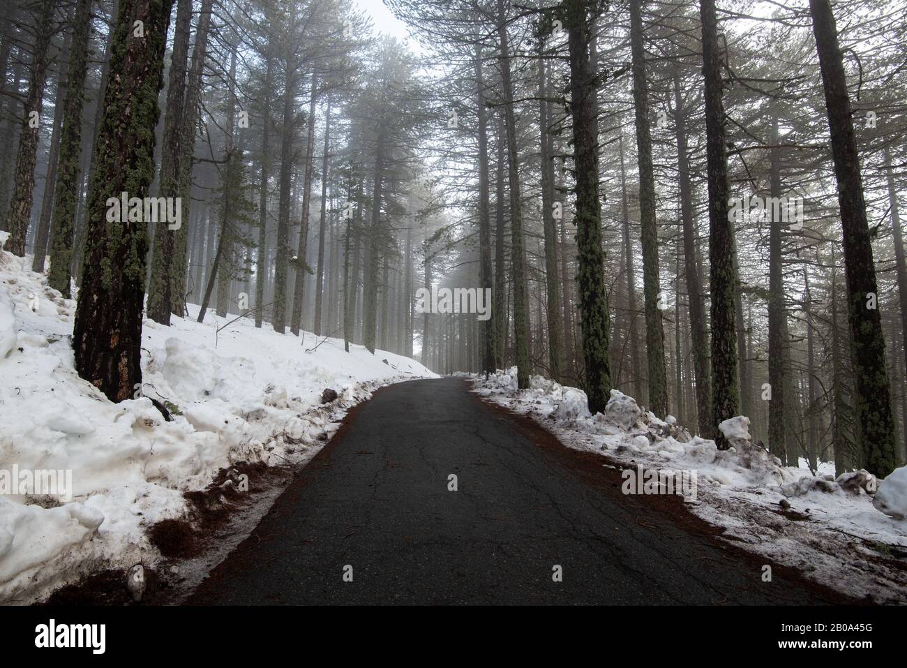 Paysage forestier d'hiver avec montagne couverte de neige et route gelée vide. Montagnes de Troodos à Chypre Banque D'Images