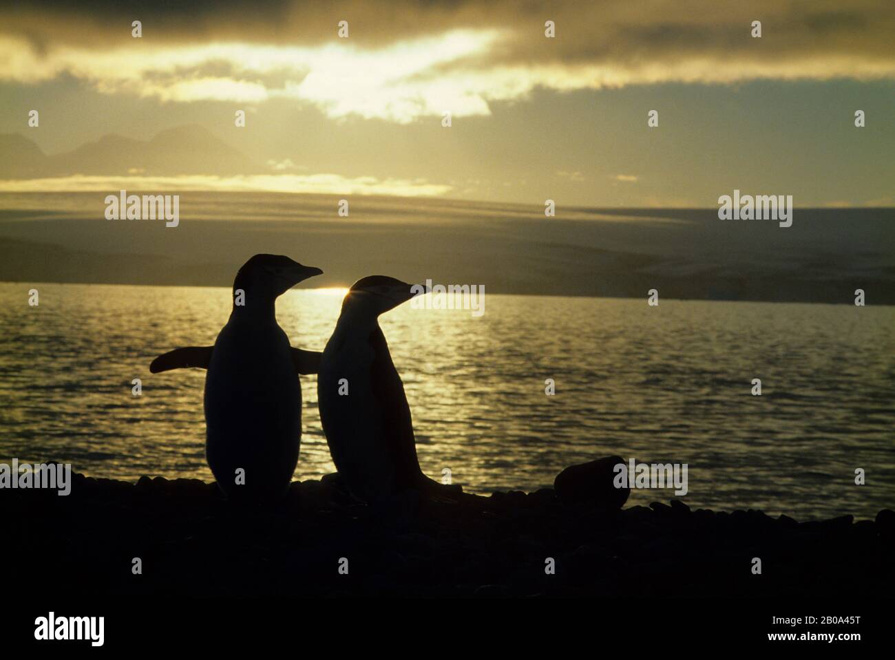 ANTARCTIQUE, MANCHOTS DE CHINSTRAP SILHOUETTÉS AU COUCHER DU SOLEIL Banque D'Images