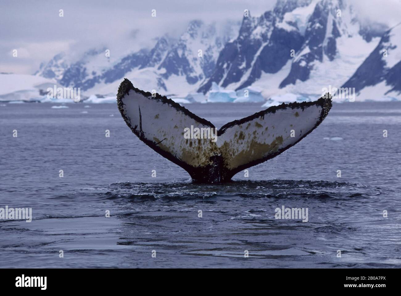 PÉNINSULE ANTARCTIQUE, ÎLES ARGENTINES, BALEINE À BOSSE, SÉQUENCE DE PLONGÉE Banque D'Images PÉNINSULE ANTARCTIQUE, ÎLES ARGENTINES, BALEINE À BOSSE, SÉQUENCE DE PLONGÉE Banque D'Images