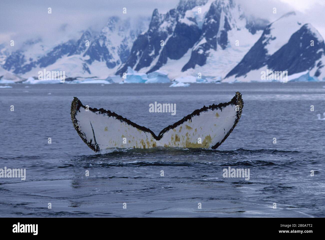 PÉNINSULE ANTARCTIQUE, ÎLES ARGENTINES, BALEINES À BOSSE FLUKE, SÉQUENCE DE PLONGÉE Banque D'Images PÉNINSULE ANTARCTIQUE, ÎLES ARGENTINES, BALEINES À BOSSE FLUKE, SÉQUENCE DE PLONGÉE Banque D'Images