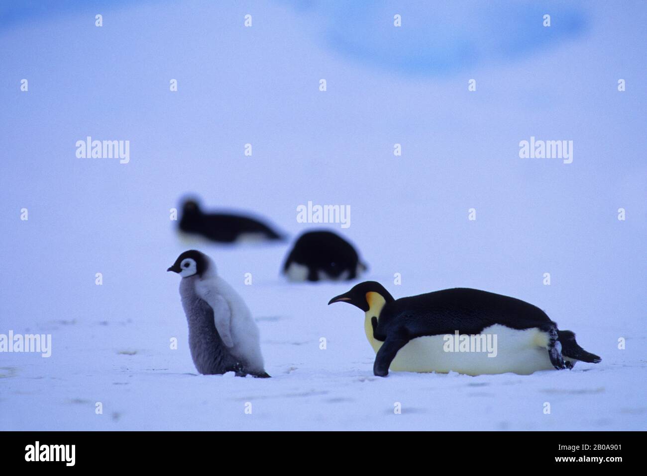 ANTARCTIQUE, ÉTAGÈRE À GLACE RIISER-LARSEN, COLONIE EMPEREUR PENGUIN, POUSSIN ET ADULTE Banque D'Images