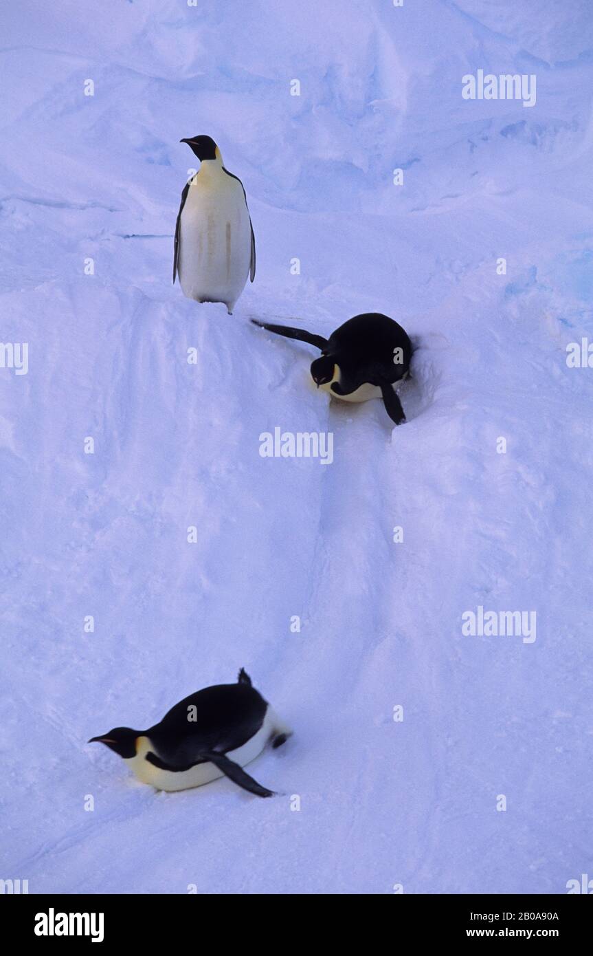ANTARCTIQUE, ÉTAGÈRE À GLACE RIISER-LARSEN, MANCHOTS EMPEREUR TABLOGANING EN PENTE Banque D'Images