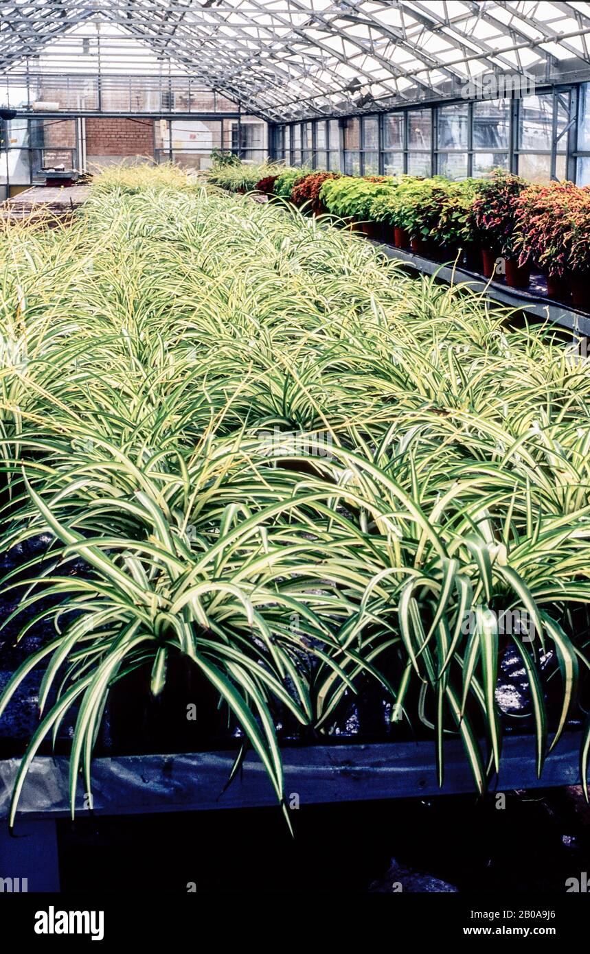 Beaucoup de chlorophytum comosum vittatum sur la stadification dans une serre importante. Il s'agit d'une bosse qui forme des vivaces persistantes qui est le gel tendre. Banque D'Images