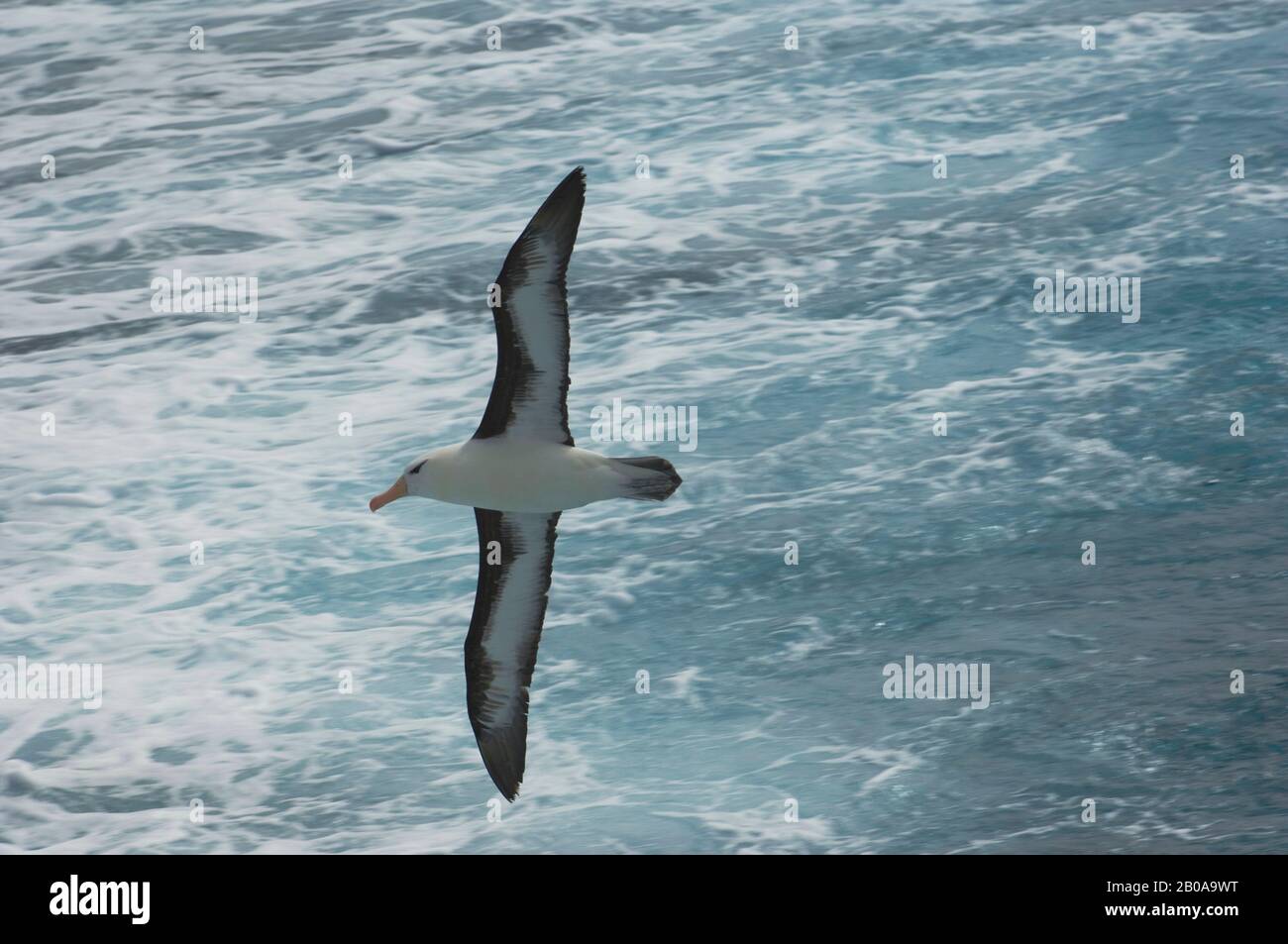 ATLANTIQUE SUD, SCOTIA SEA PRÈS DE LA GÉORGIE DU SUD, ALBATROS À SOURCILS NOIRS EN VOL Banque D'Images