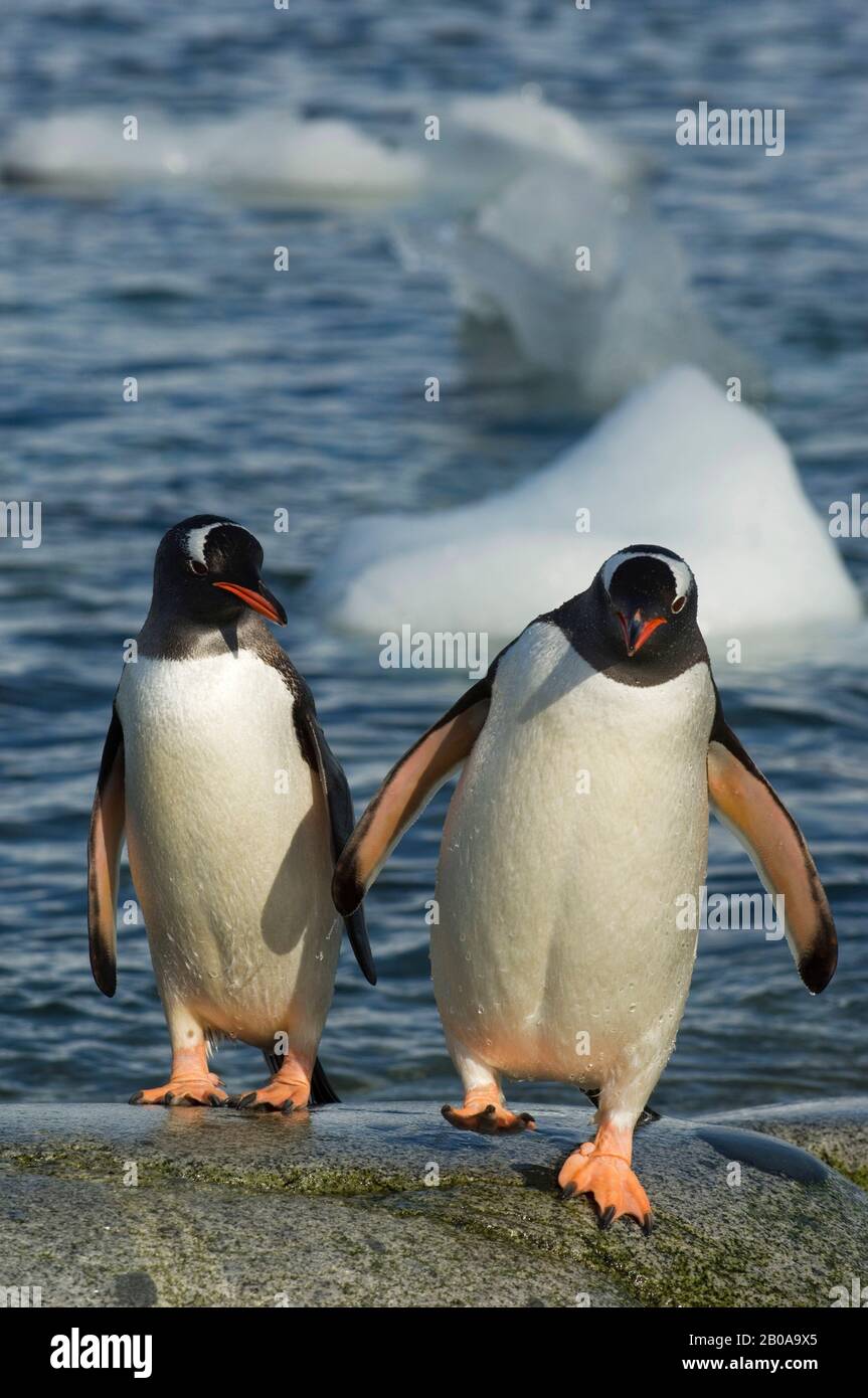 ANTARCTIQUE, PÉNINSULE ANTARCTIQUE, DÉTROIT DE PENOLA, ÎLE PETERMANN, PINGOUINS GENTOO SUR GRANITE ROCK Banque D'Images