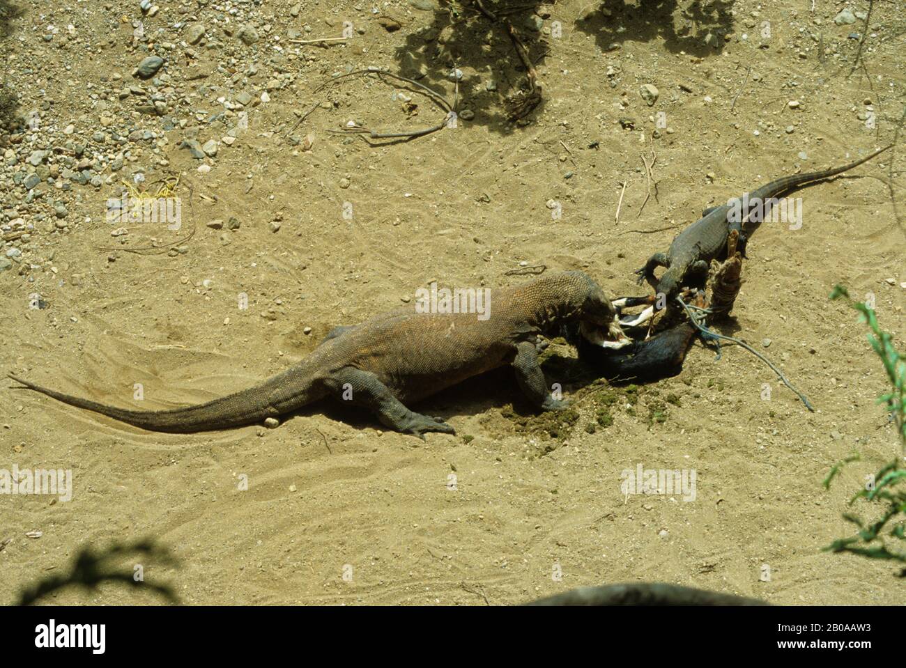 INDONÉSIE, ÎLE DE KOMODO, KOMODO DRAGONS SE NOURRISSANT DE CHÈVRE MORT Banque D'Images