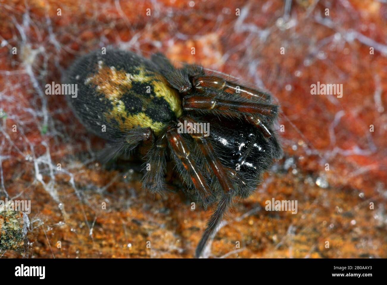 Araignée à lacets, araignée à lacets, tisserand à fenêtres, pièces buccales à araignée maison (Amarobius fenestralis), sur son web, Allemagne Banque D'Images