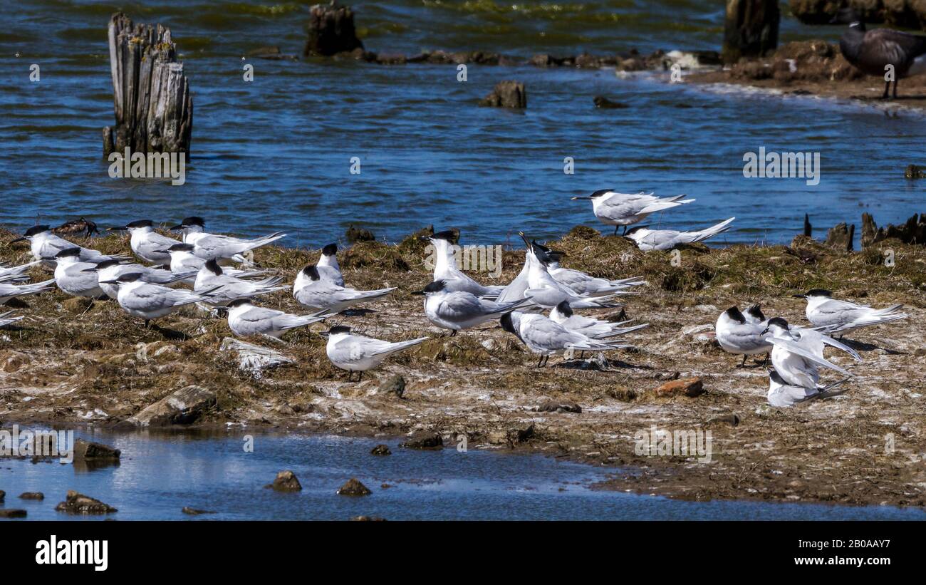 Sandwich (Sterna sandvicensis, Thalasseus sandvicensis), groupe de repos, Pays-Bas, Texel Banque D'Images