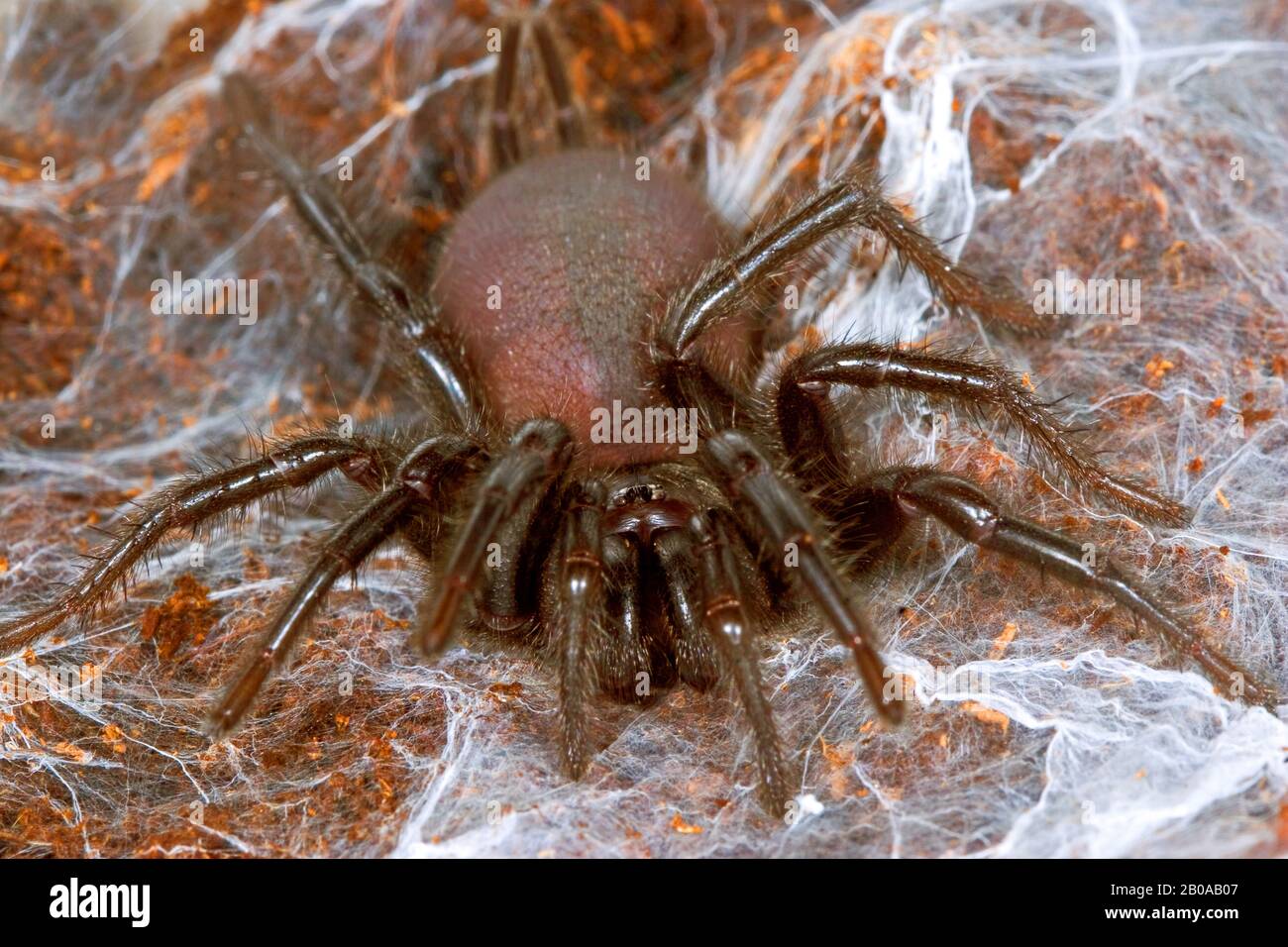 Araignée mygalomorphe (Macrothele calpeiana), dans son web Banque D'Images