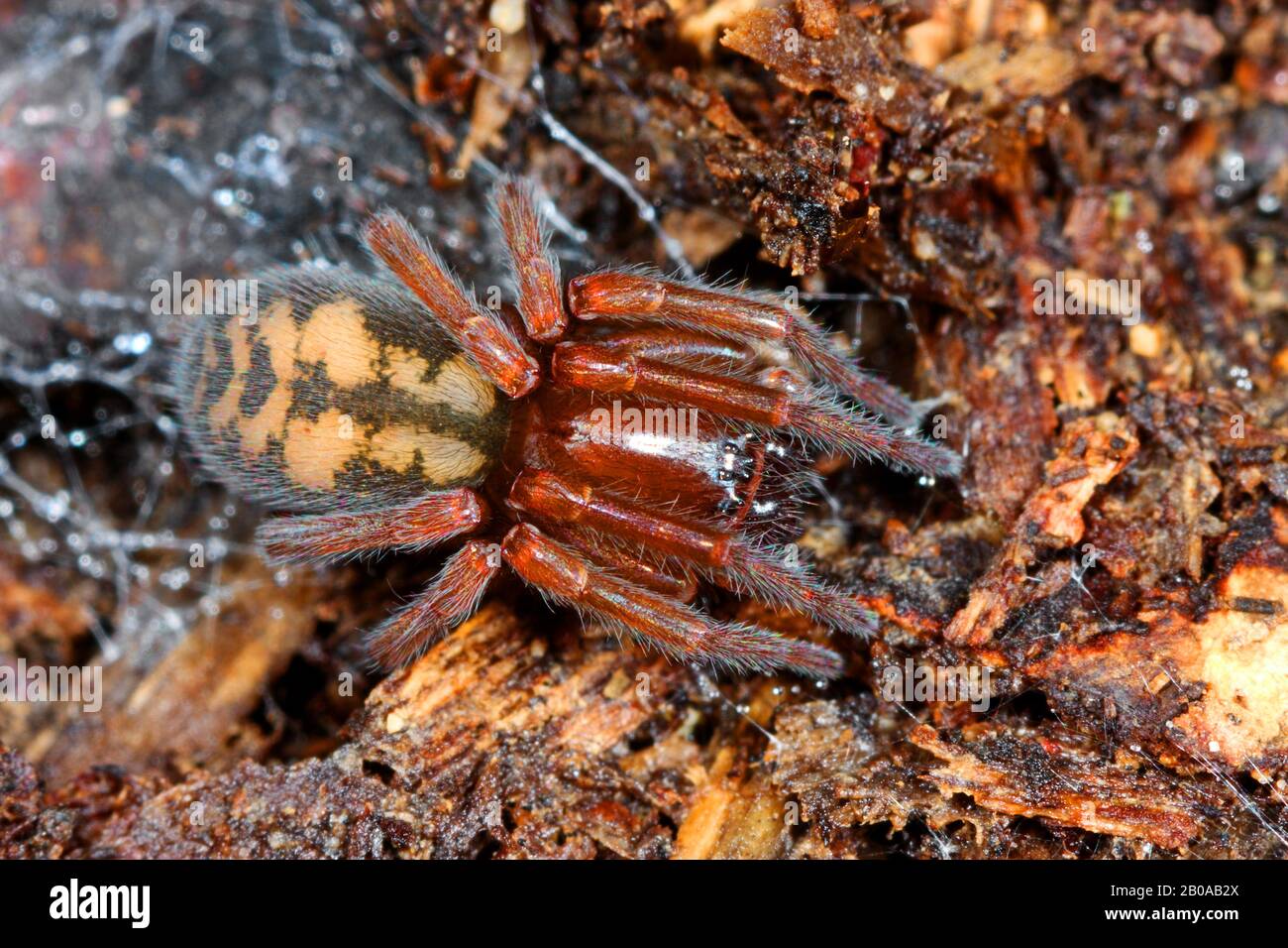 Hacklemesh weaver (Callobius claustrarius, Amaurobius claustrarius), sur le terrain, Allemagne Banque D'Images