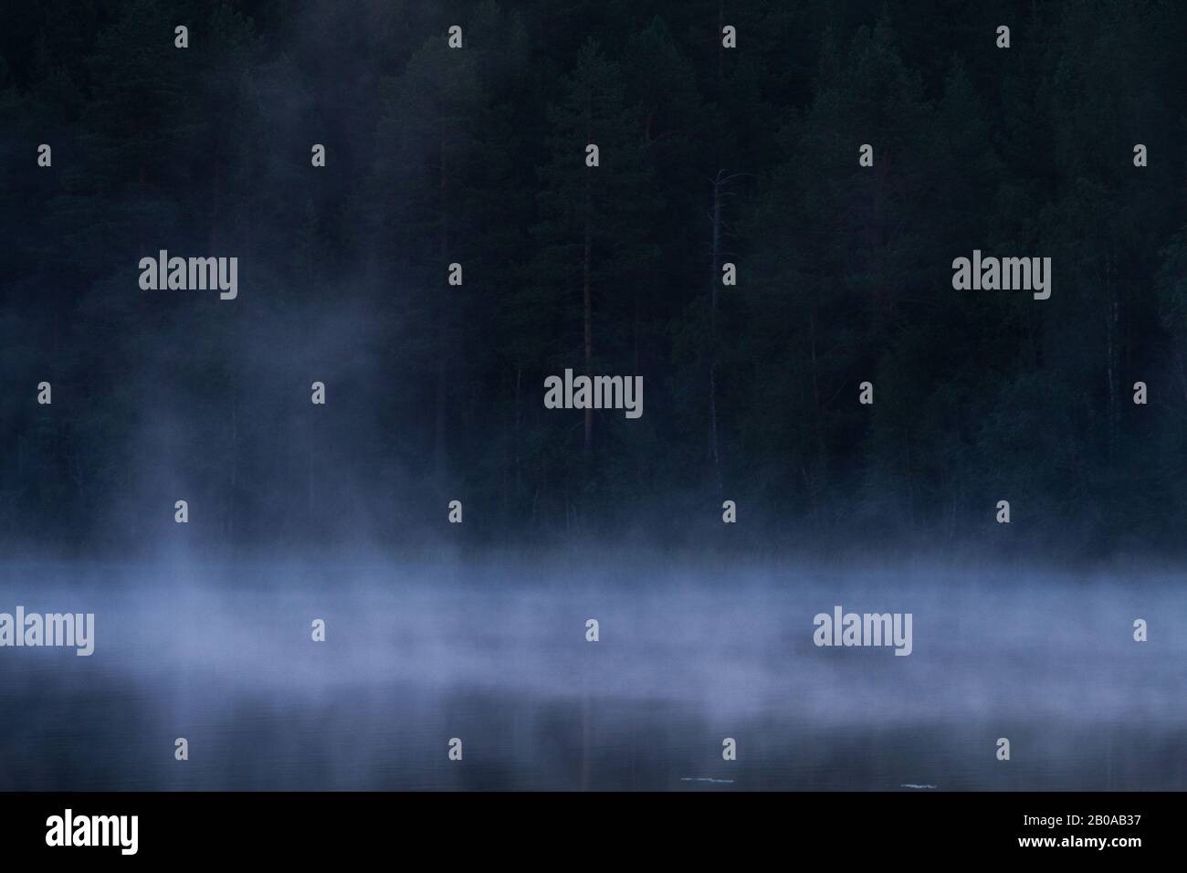 Brouillard sur un lac dans la taïga, Finlande Banque D'Images