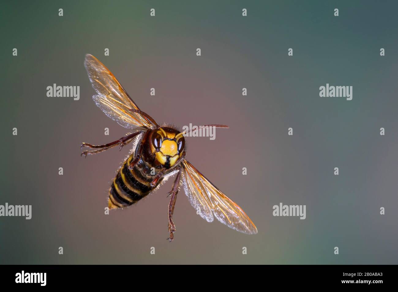 Hornet, hornet brun, hornet européen (Vespa crabro), vol, vue de face, Allemagne Banque D'Images
