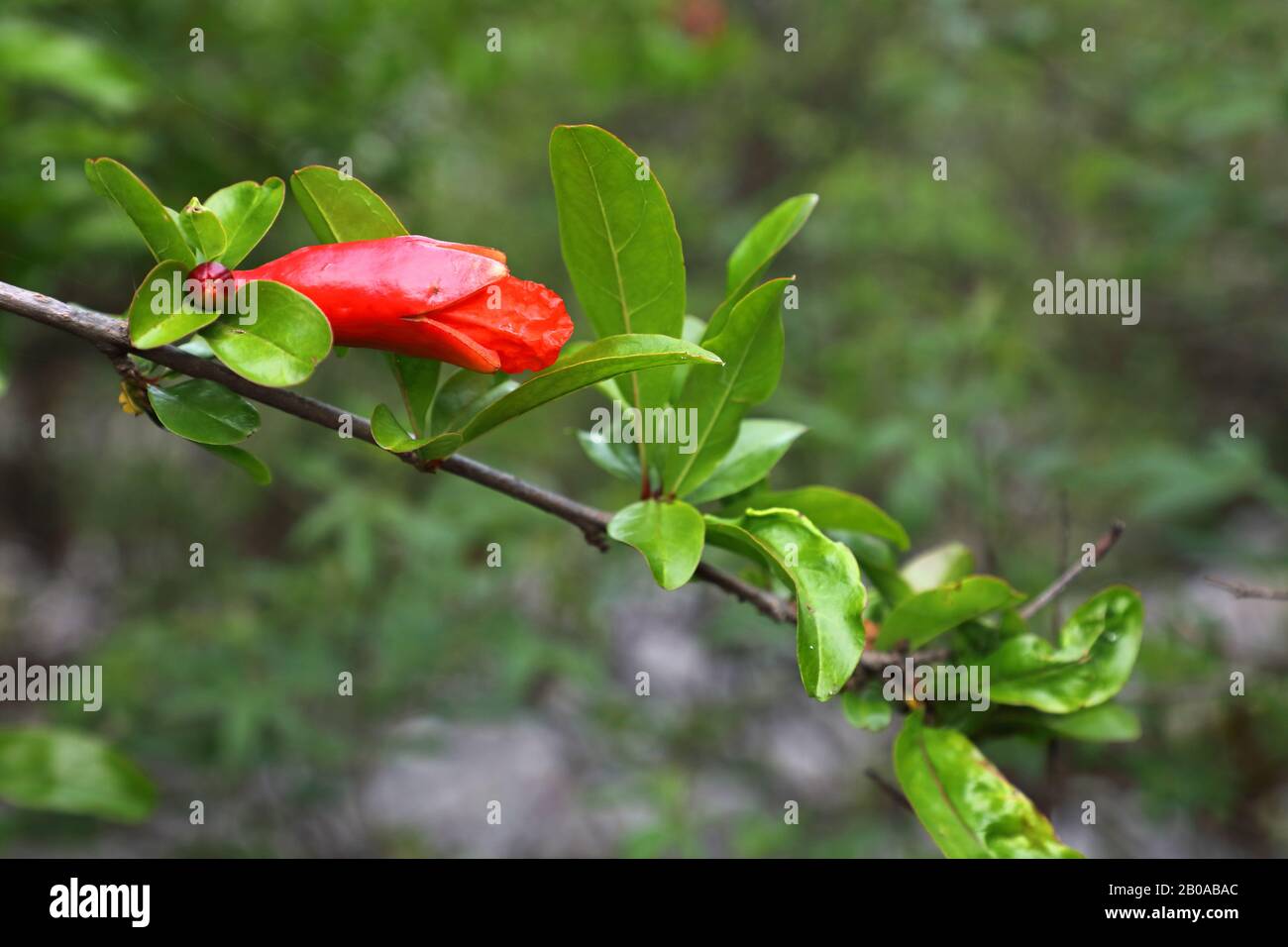 Grenade, anar (Punica granatum), branche avec bud, Monténégro, parc national du lac Skader Banque D'Images