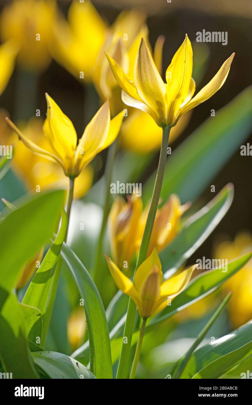 Tulipe (Tulipa spéc.), fleurs Banque D'Images