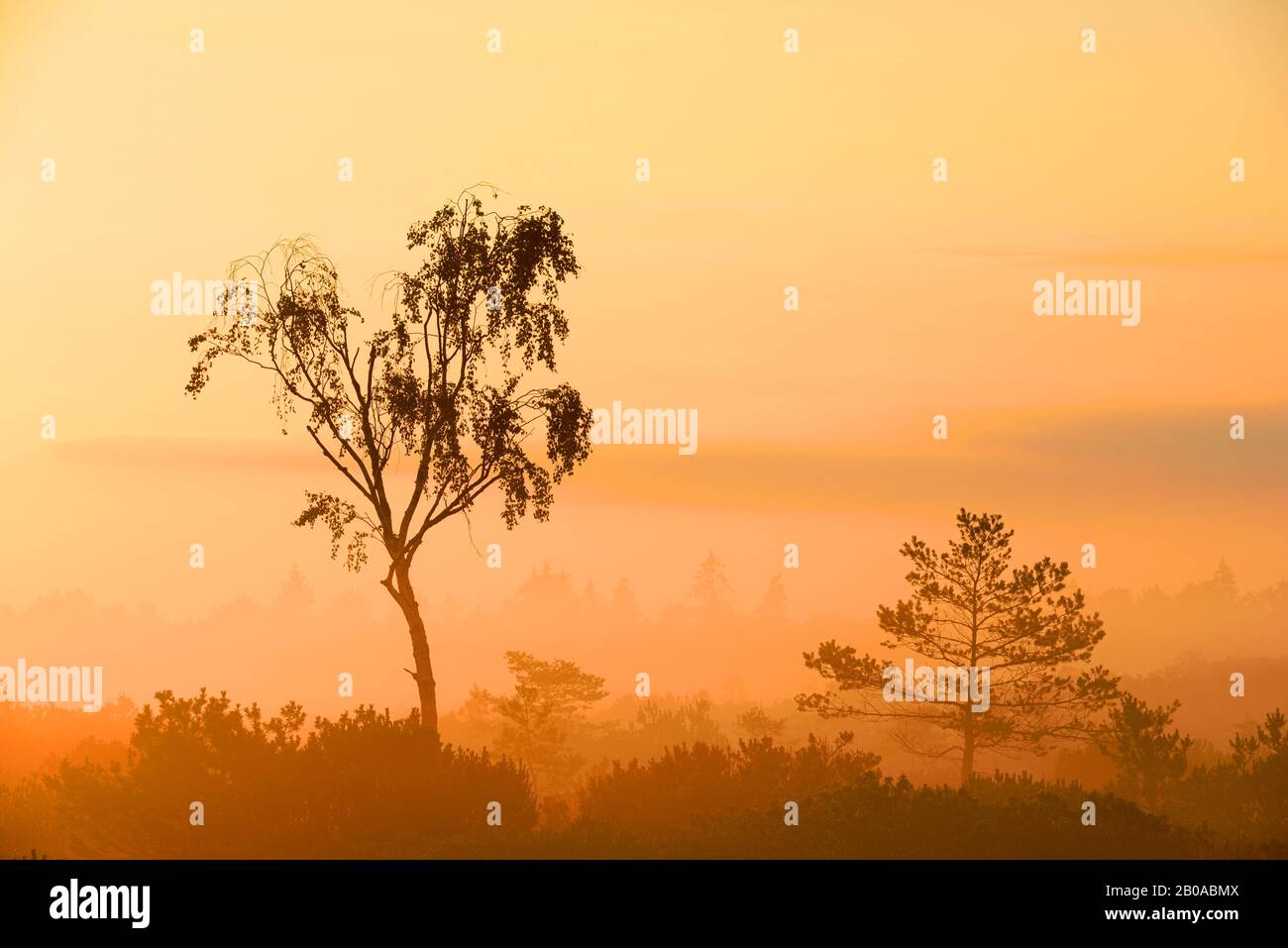 Réserve naturelle Kendlmuehlfilzn au lever du soleil dans la brume du matin avec simple bouleau et pin, Allemagne, Bavière, Grassau Banque D'Images Réserve naturelle Kendlmuehlfilzn au lever du soleil dans la brume du matin avec simple bouleau et pin, Allemagne, Bavière, Grassau Banque D'Images