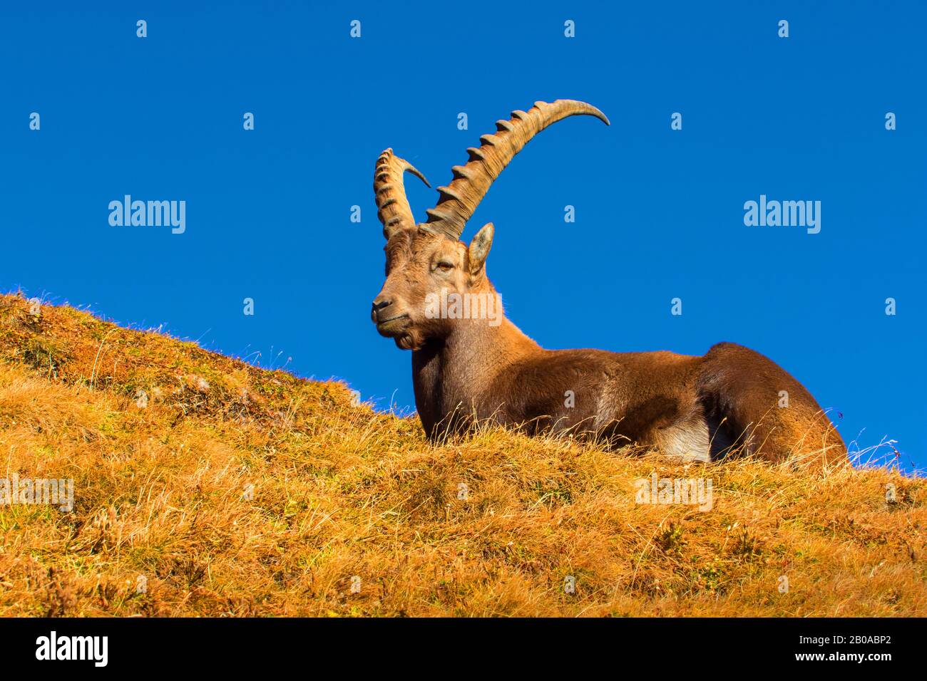 Alpine ibex (Capra ibex, Capra ibex ibex), bains de soleil en automne, Suisse, Alpstein, Altmann Banque D'Images