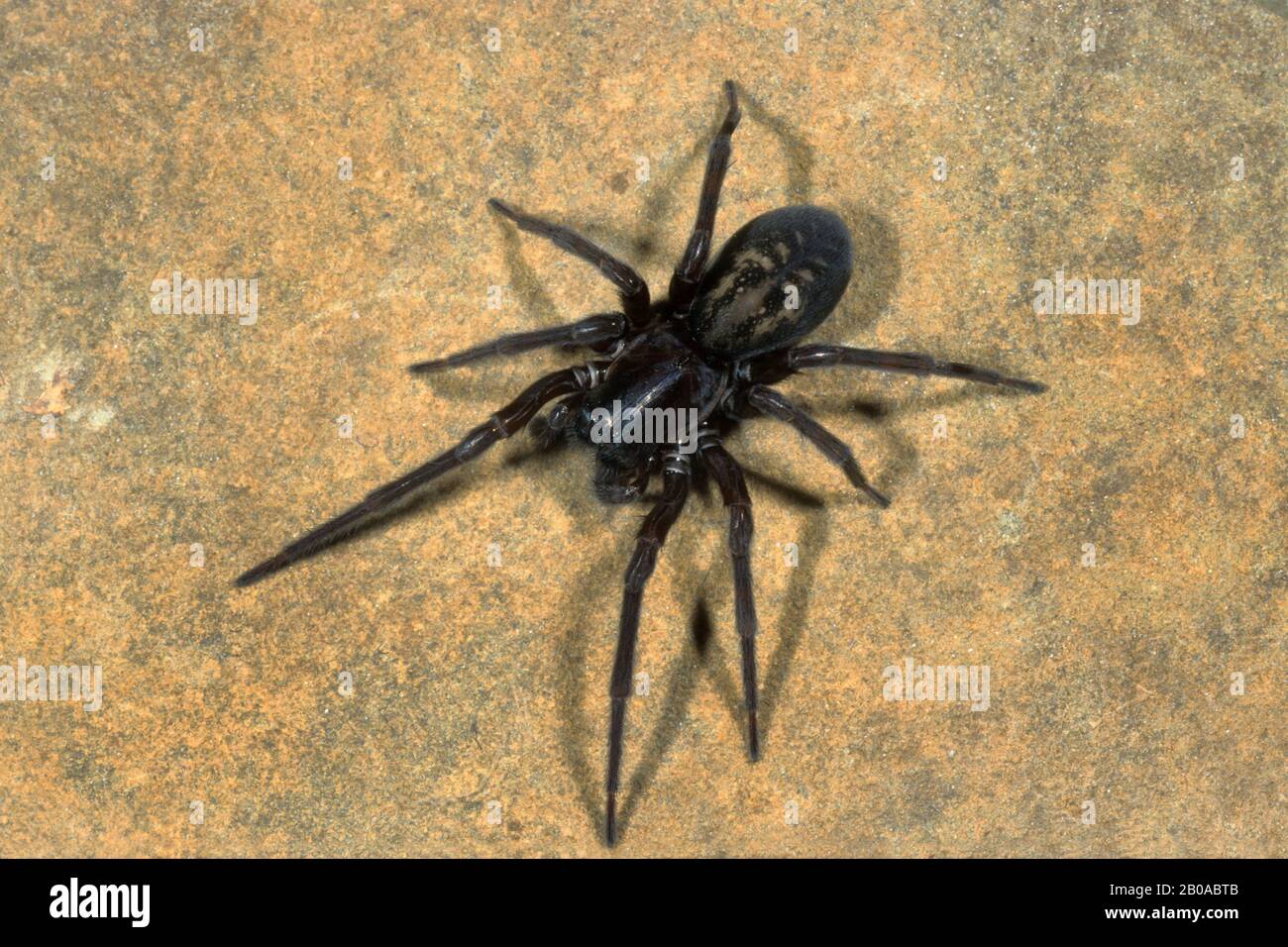 Black Lace-weaver (Amaurobius ferox), se trouve sur une pierre, en Allemagne Banque D'Images