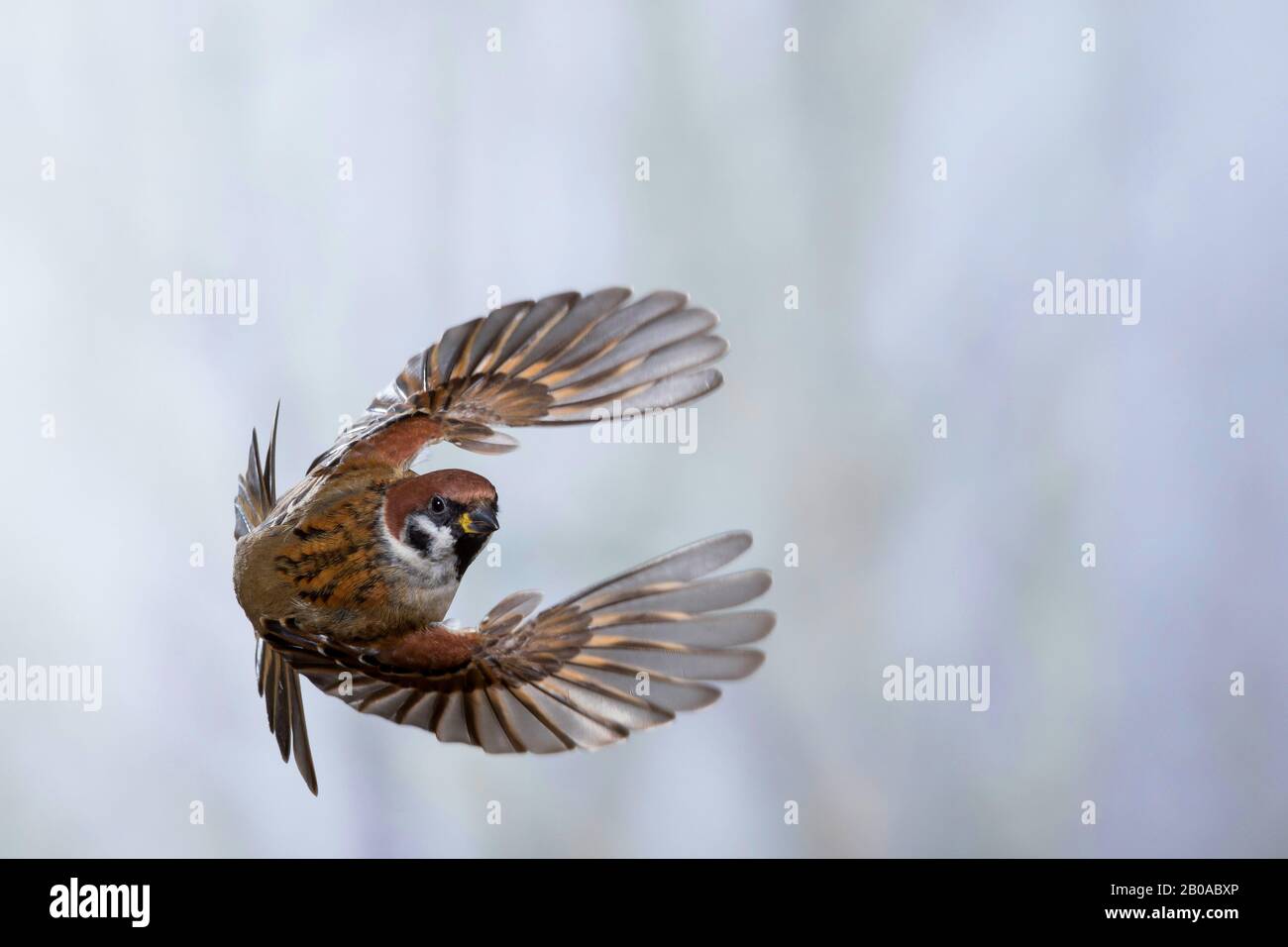 Sparrow d'arbre eurasien (Passer montanus), en vol, Allemagne Banque D'Images
