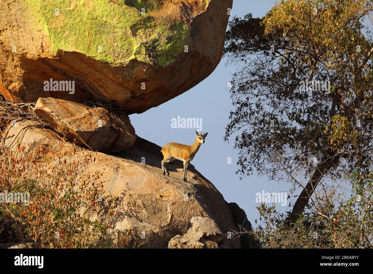 Klipspringer (Oreotragus oreotragus), homme debout sur un rocher de granit, vue latérale, Afrique du Sud, Lowveld, Krueger National Park Banque D'Images