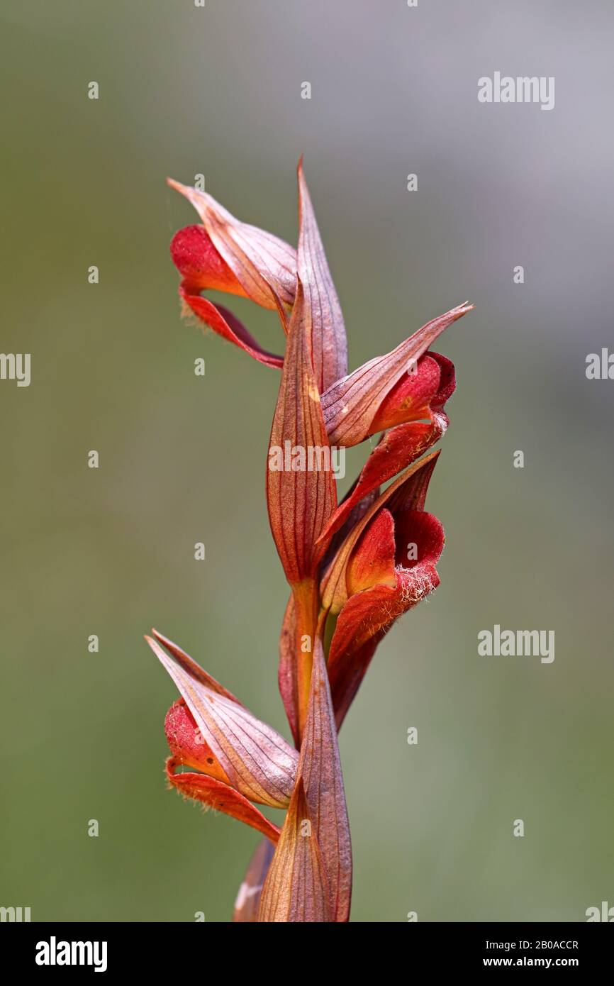 serapias à longs lifés, serapias à partage de charrue (Serapias vomeracea), inflorescence, Monténégro, parc national de Skadarsee Banque D'Images