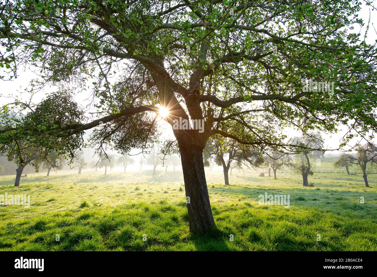 Arbre de fruits près de Voeren; Haspengouw, Belgique, Limbourg, Sint-Martens-Voeren, Voerstreek Banque D'Images