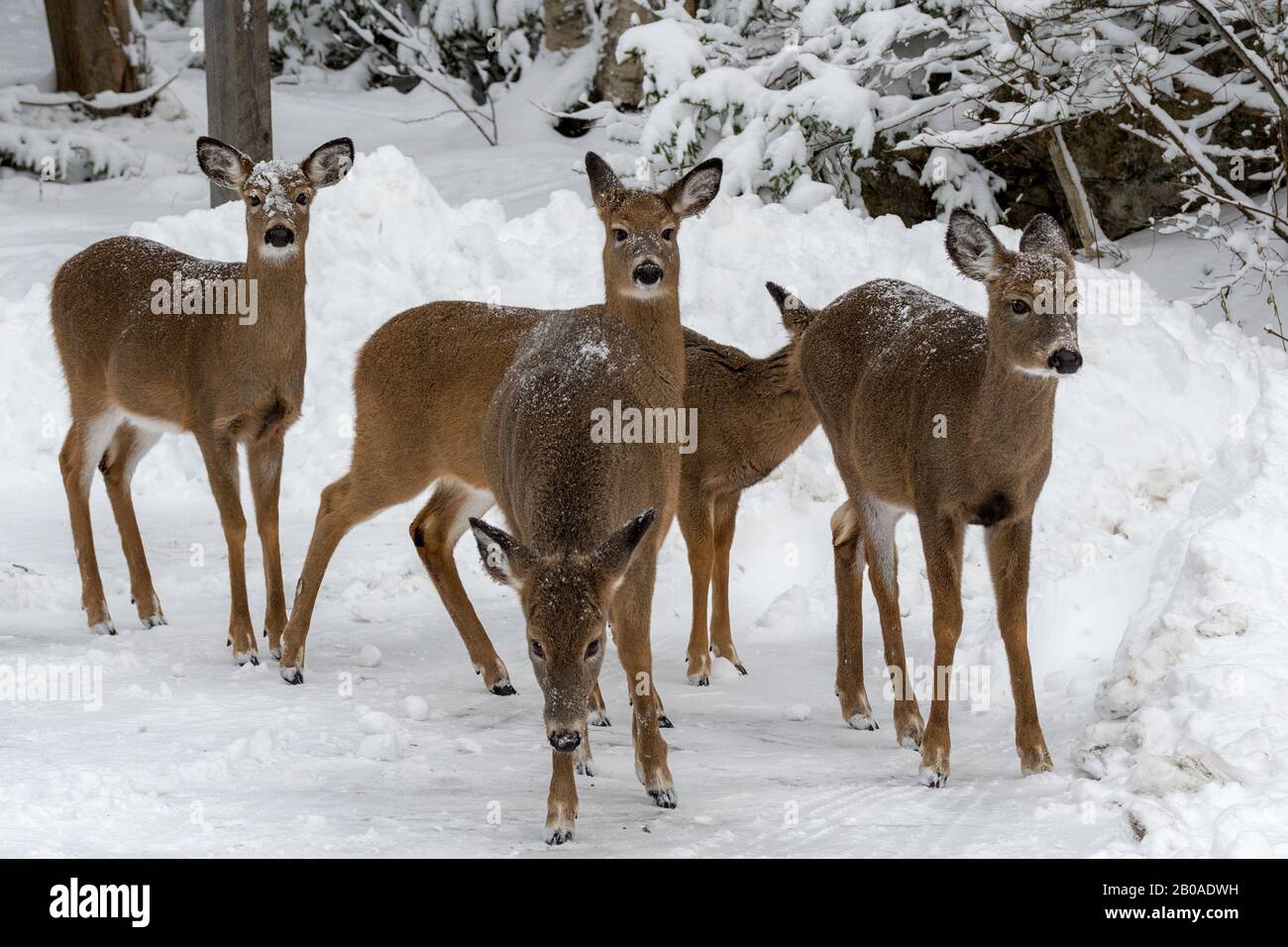Un troupeau de cerfs en hiver. Il y a cinq cerfs, avec une raquette et des arbres enneigés en arrière-plan. Banque D'Images