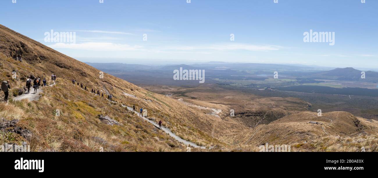 Les gens trekking à travers les prairies dorées au croisement alpin de Tongariro Banque D'Images