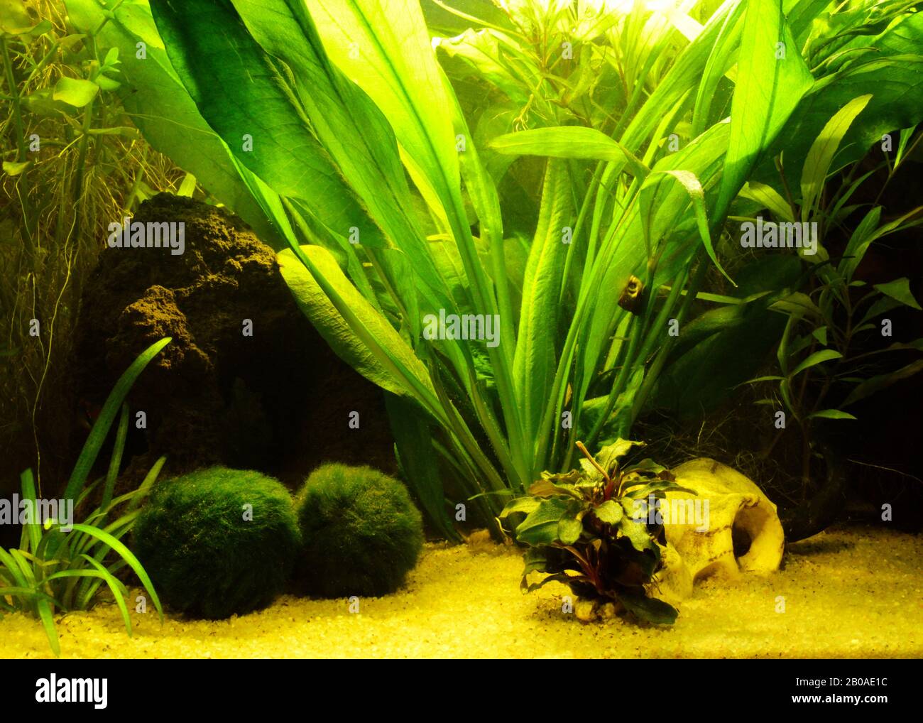 Magnifiques plantes aquatiques dans un aquarium d'eau douce Banque D'Images