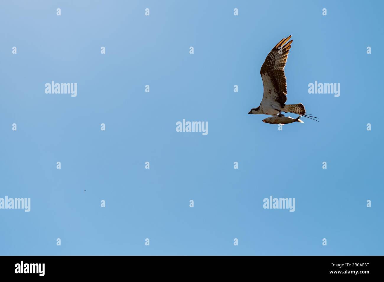 Un jeune aigle chauve (haliaetus leucocephalus) vole avec un grand poisson dans ses tatons. Ciel bleu par une journée ensoleillée. Banque D'Images