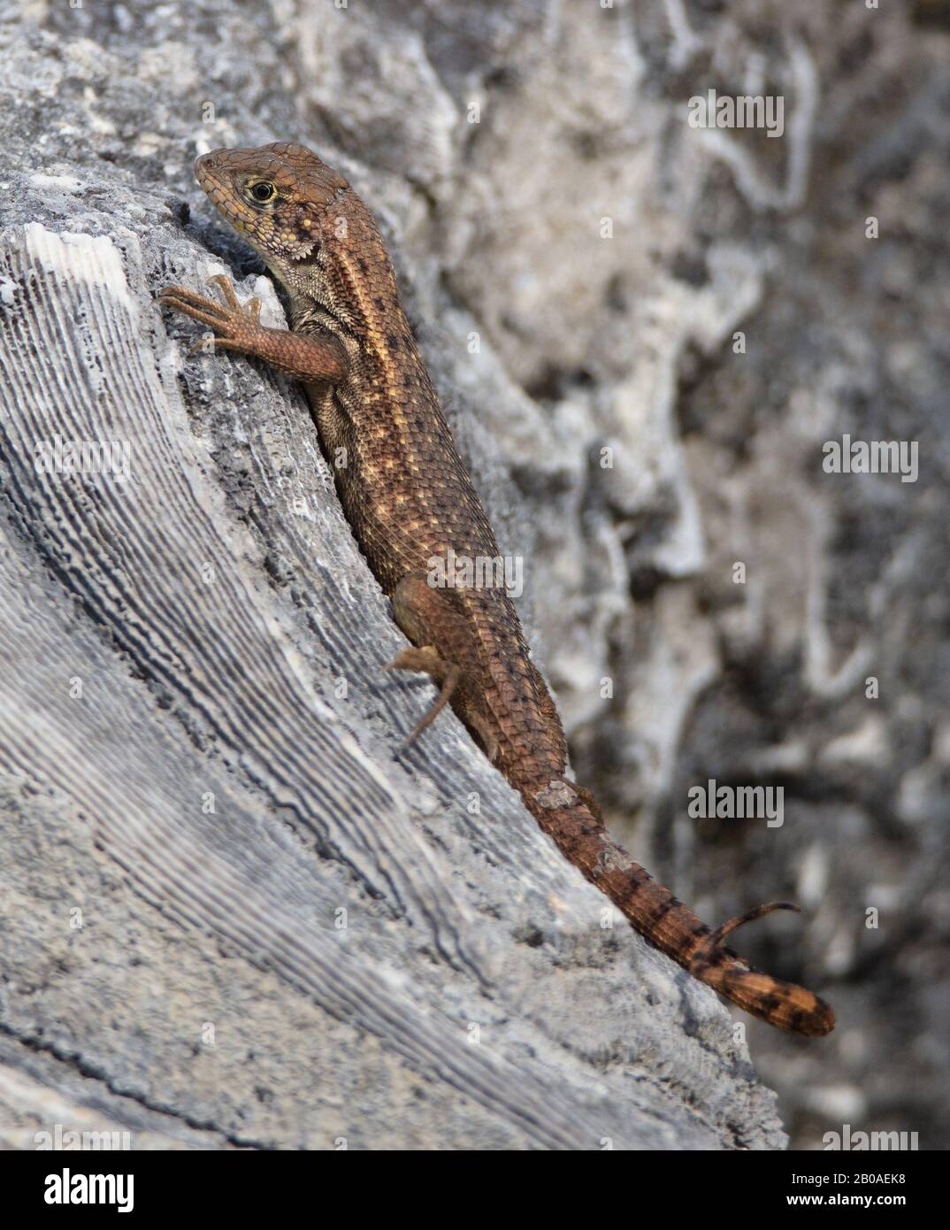 Leiocephalus carinatus, ou Lizard à queue frisée du nord, se pare de coraux fossilisés au parc régional géologique de Windley Key Fossil Reef Banque D'Images