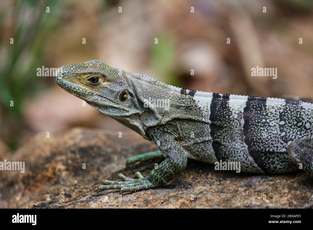 Un lézard sur un sentier au Costa Rica Banque D'Images