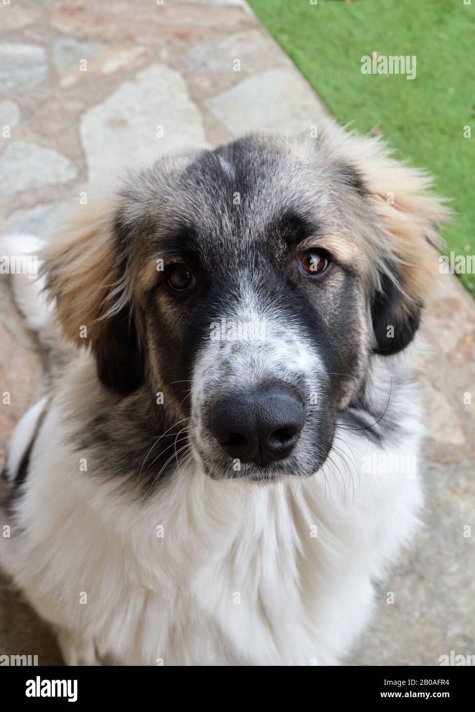 Jeune chien de brebis, des grandes Pyrénées, c'est un chien de grande race Banque D'Images